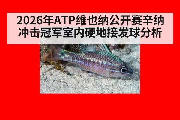 2026年ATP维也纳公开赛辛纳冲击冠军室内硬地接发球分析